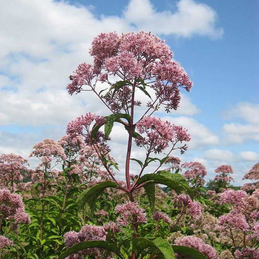 Joe Pye Weed Seeds - Flower Plant