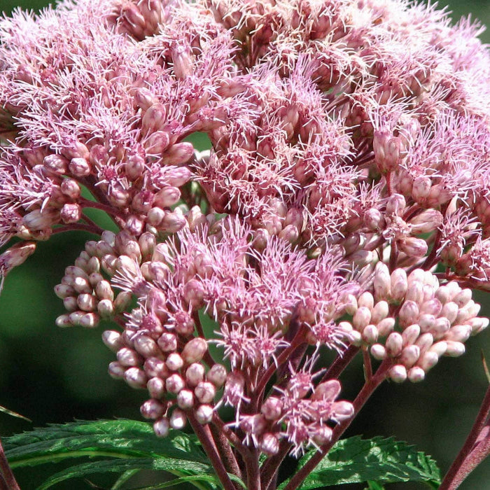 Joe Pye Weed Seeds - Flower Plant