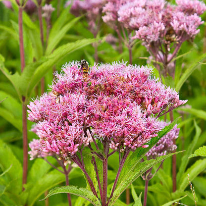 Joe Pye Weed Seeds - Flower Plant