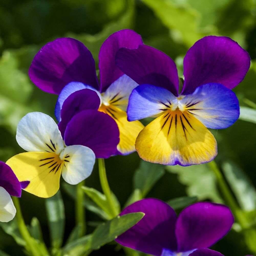 Johnny Jump Up Seeds - Flower Plant