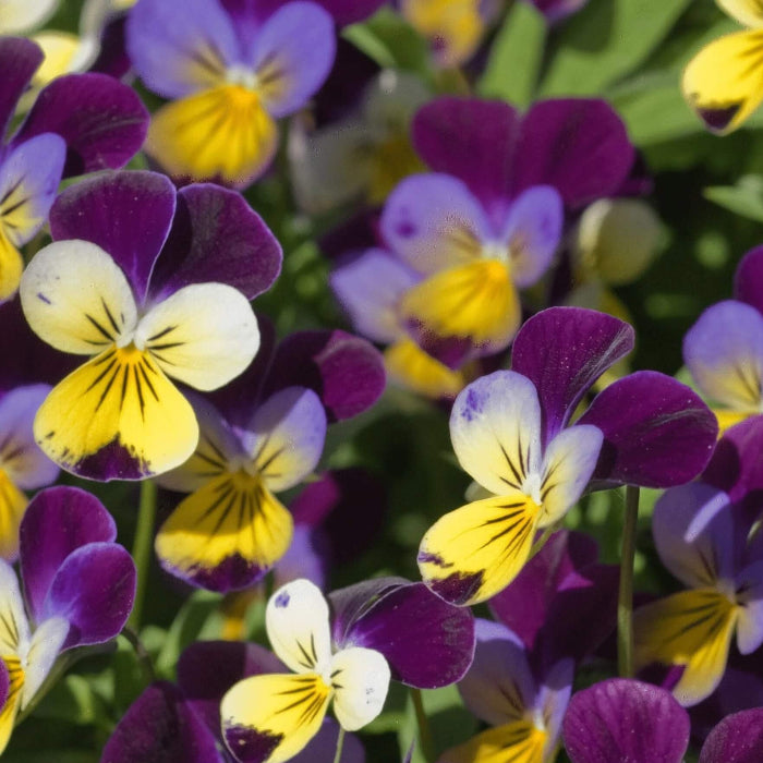 Johnny Jump Up Seeds - Flower Plant