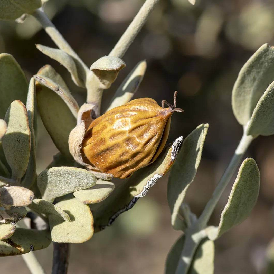 Jojoba Seeds - Shrub Plant Seeds for Home Gardens