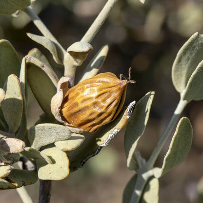 Jojoba Seeds - Shrub Plant Seeds for Home Gardens