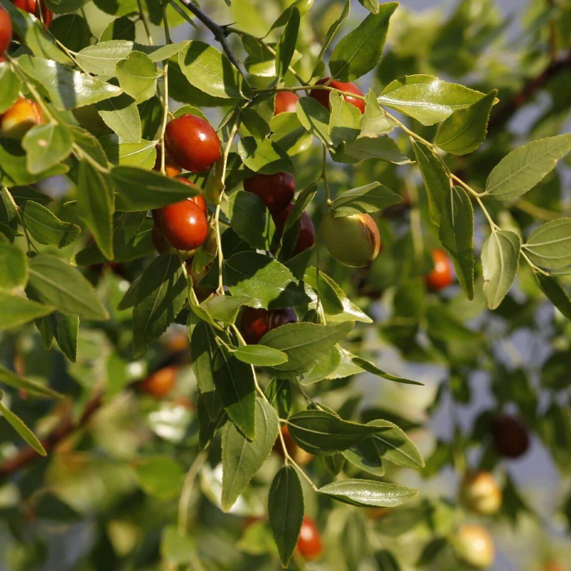 Jojoba Seeds - Shrub Plant Seeds for Home Gardens