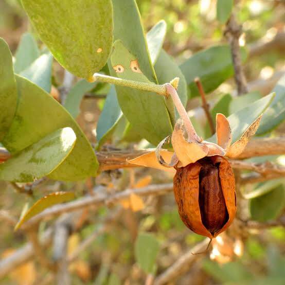 Jojoba Seeds - Shrub Plant Seeds for Home Gardens