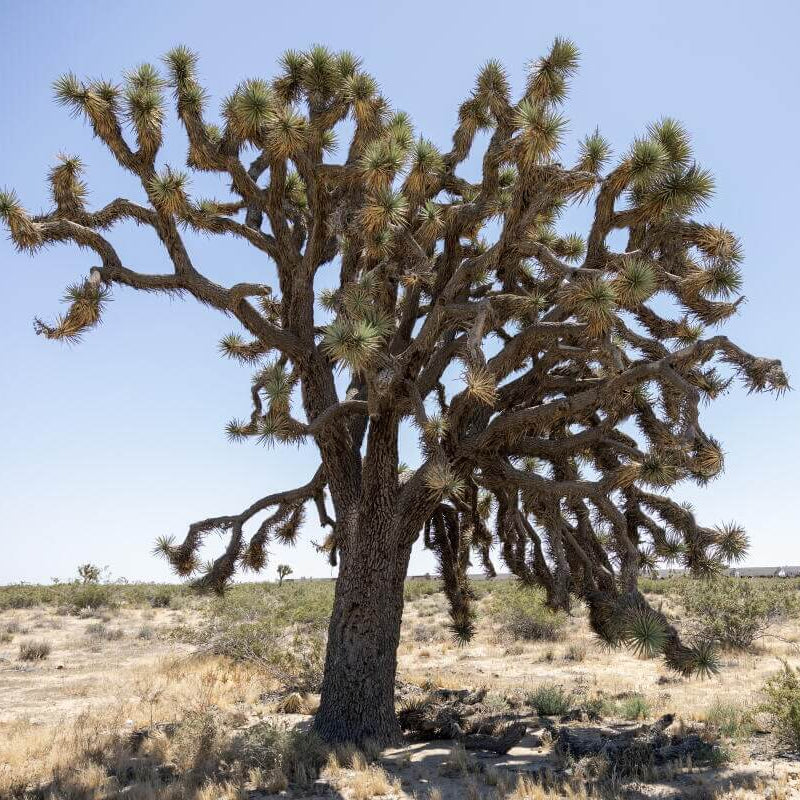 Joshua Tree Seeds - Tree Seeds for Home Gardens