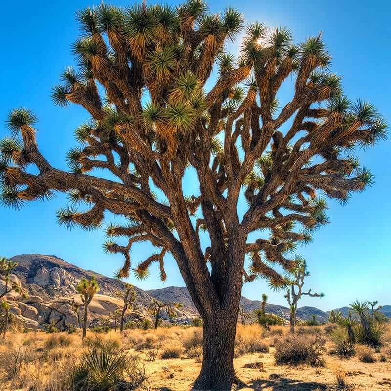 Joshua Tree Seeds - Tree Seeds for Home Gardens