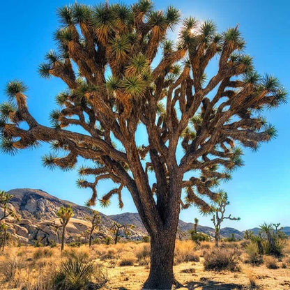 Joshua Tree Seeds - Tree Seeds for Home Gardens