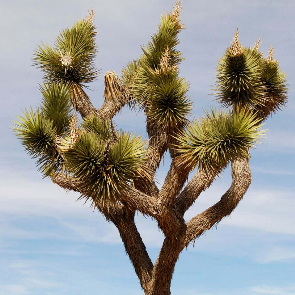 Joshua Tree Seeds - Tree Seeds for Home Gardens