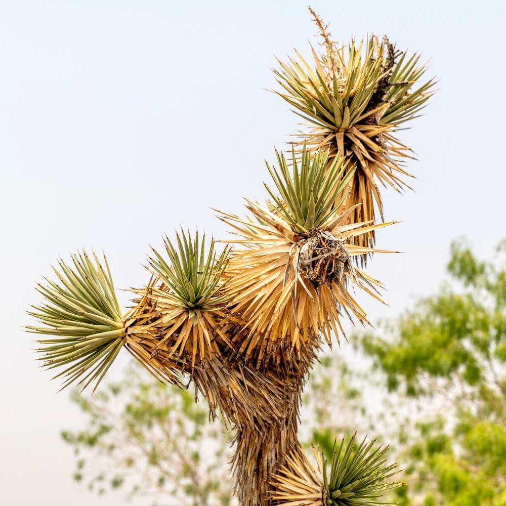Joshua Tree Seeds - Tree Seeds for Home Gardens