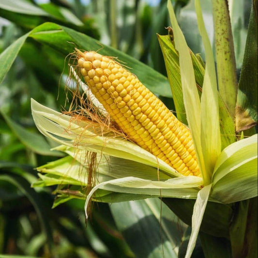 Jubilee Sweet Corn Seeds - Heirloom Vegetable Plant for Home Gardens
