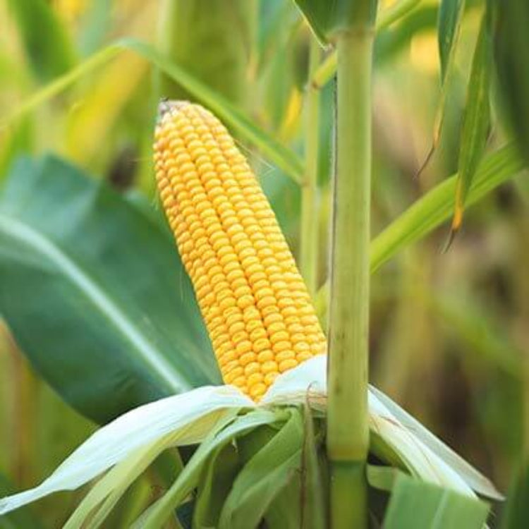 Jubilee Sweet Corn Seeds - Heirloom Vegetable Plant for Home Gardens