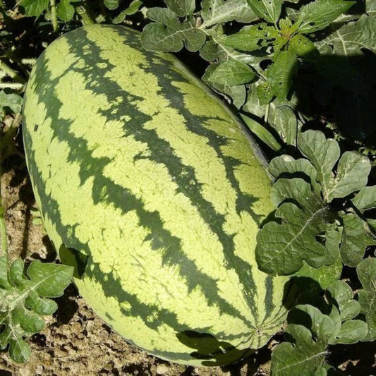 Jubilee Watermelon Seeds - Heirloom Fruit Plant for Home Gardens