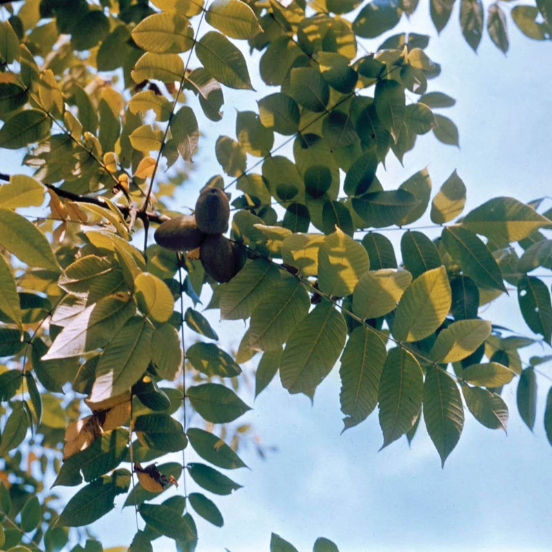 Juglans Cinerea Seeds - Nut Tree Seeds for Home gardens