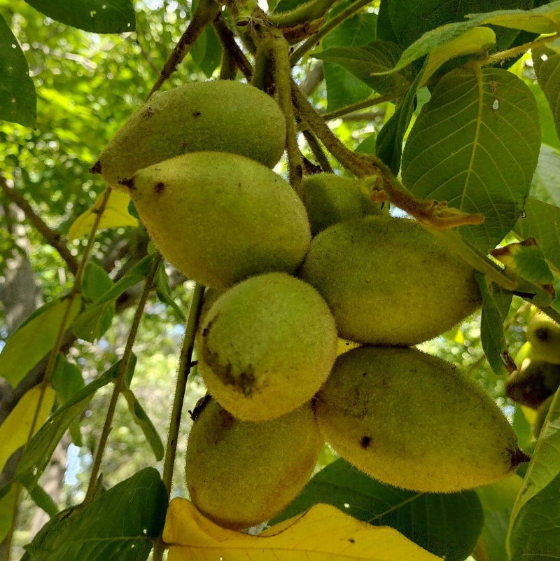 Juglans Cinerea Seeds - Nut Tree Seeds for Home gardens