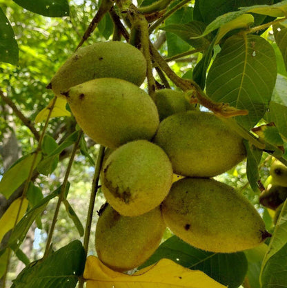 Juglans Cinerea Seeds - Nut Tree Seeds for Home gardens