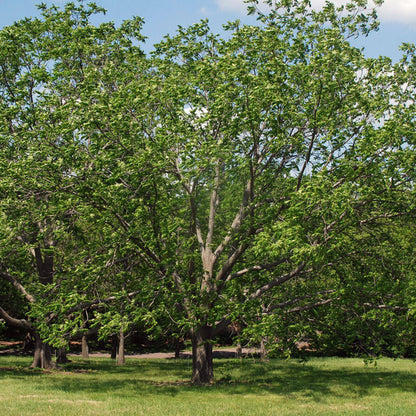 Juglans Cinerea Seeds - Nut Tree Seeds for Home gardens