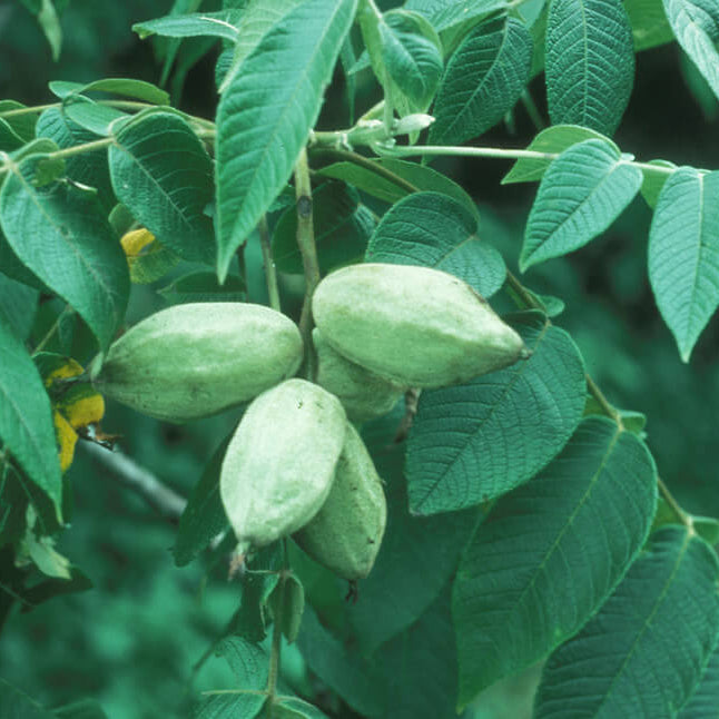 Juglans Cinerea Seeds - Nut Tree Seeds for Home gardens