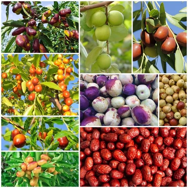 Jujube Seeds - All In One For Home Gardens