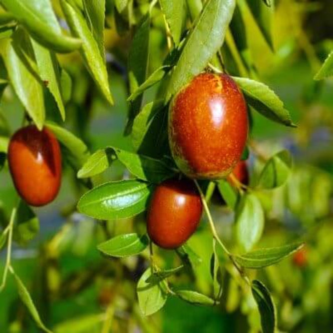Jujube Seeds - All In One For Home Gardens