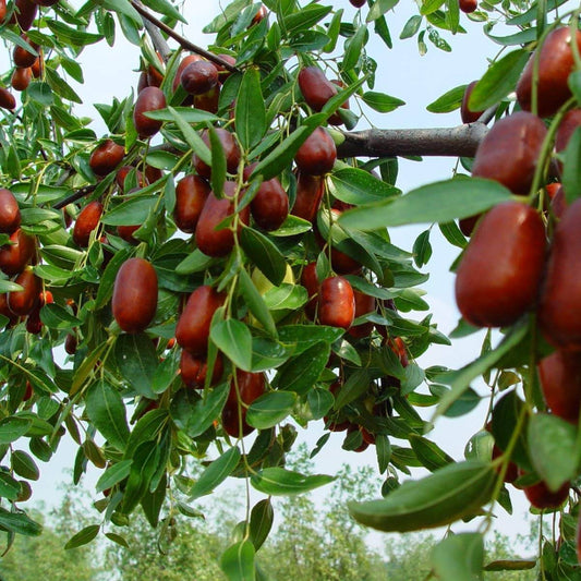Jujube Seeds - Fruit Plant for Home Gardens