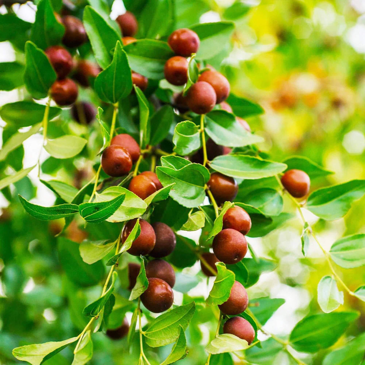 Jujube Seeds For Sale