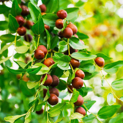 Jujube Seeds For Sale