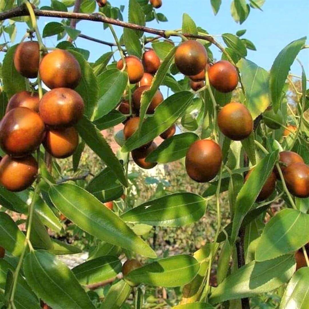 Jujube Seeds For Sale