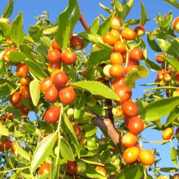 Jujube Seeds for Planting - Heirloom Fruit Plant for Home Gardens