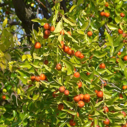 Jujube Seeds for Planting - Heirloom Fruit Plant for Home Gardens