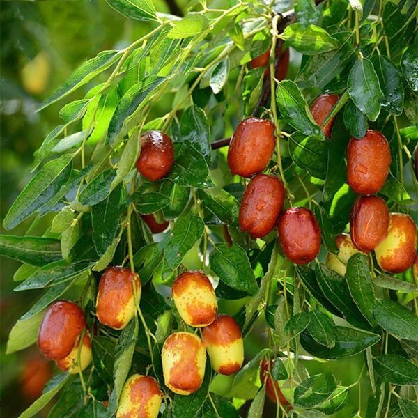 Jujube Seeds for Planting - Heirloom Fruit Plant for Home Gardens