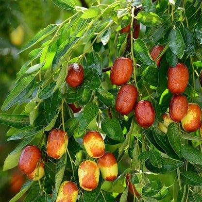Jujube Seeds for Planting - Heirloom Fruit Plant for Home Gardens