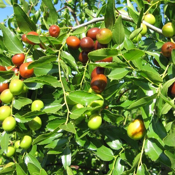 Jujube Seeds for Planting - Heirloom Fruit Plant for Home Gardens