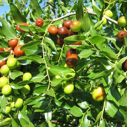 Jujube Seeds for Planting - Heirloom Fruit Plant for Home Gardens