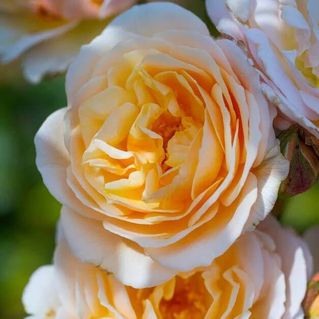 Juliet Rose Seeds - Heirloom Flower Plant for Home Gardens