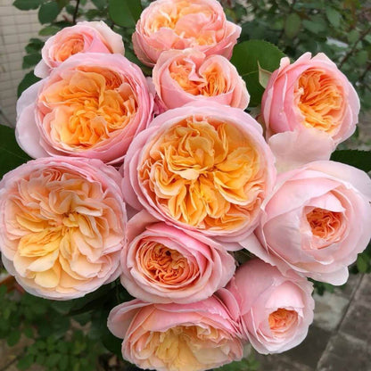 Juliet Rose Seeds - Heirloom Flower Plant for Home Gardens