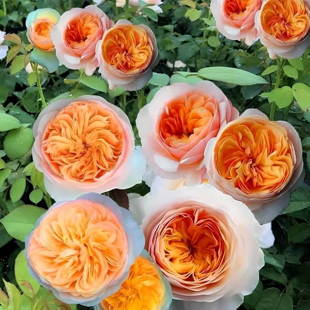 Juliet Rose Seeds - Heirloom Flower Plant for Home Gardens
