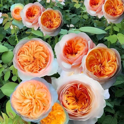 Juliet Rose Seeds - Heirloom Flower Plant for Home Gardens