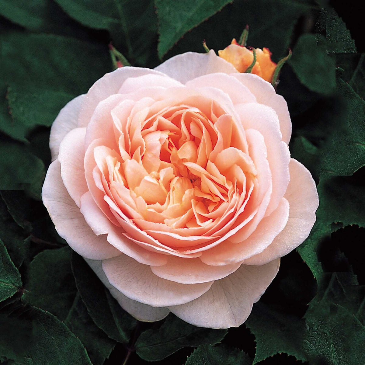 Juliet Rose Seeds - Heirloom Flower Plant for Home Gardens
