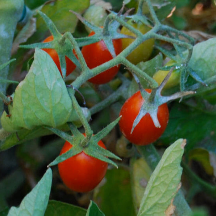 Juliet  tomato seeds - Vegetable Plant