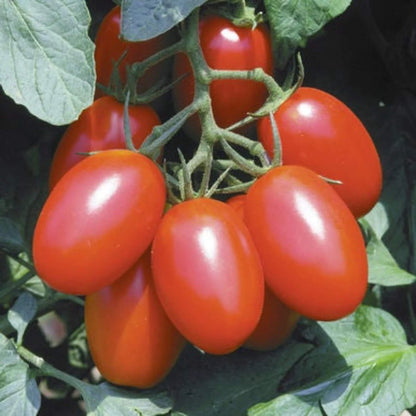 Juliet  tomato seeds - Vegetable Plant