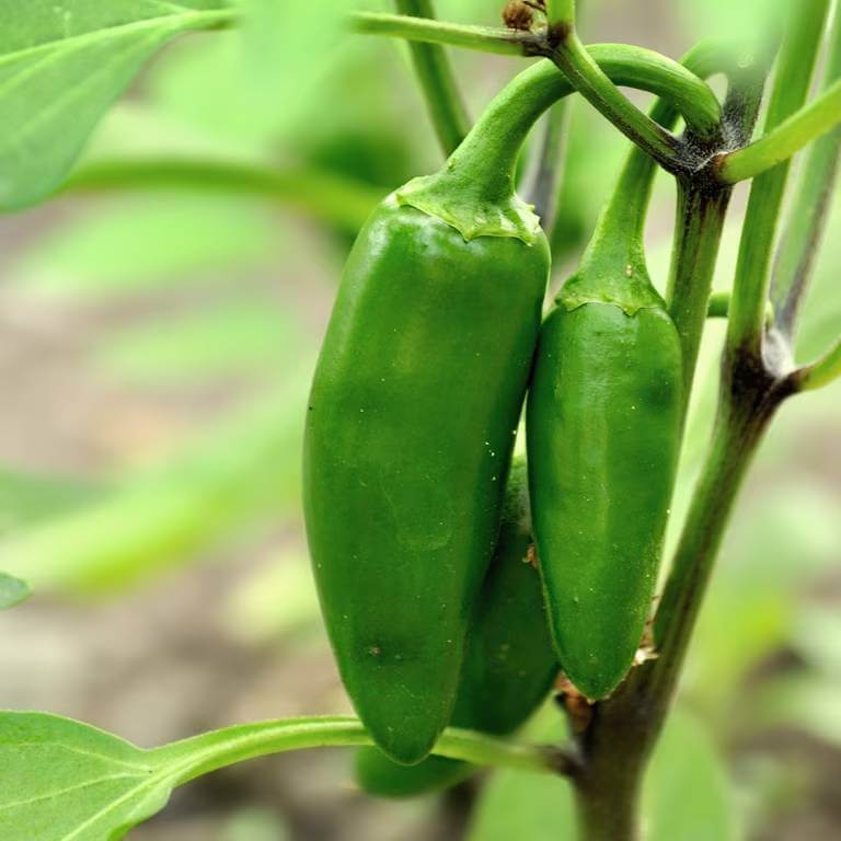 Jumbo Jalapeno Seeds - Heirloom Vegetable Plant for Home Gardens