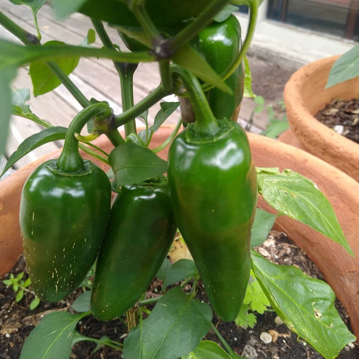 Jumbo Jalapeno Seeds - Heirloom Vegetable Plant for Home Gardens