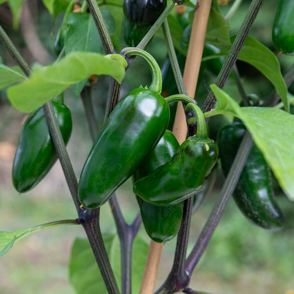 Jumbo Jalapeno Seeds - Heirloom Vegetable Plant for Home Gardens
