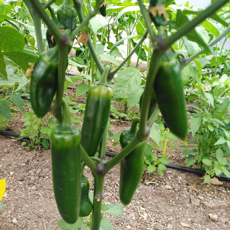 Jumbo Jalapeno Seeds - Heirloom Vegetable Plant for Home Gardens