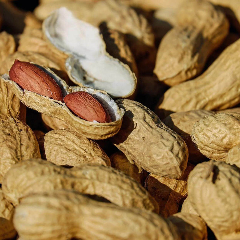 Jumbo Virginia Peanut Seeds - Heirloom Vegetable Plant for Home Gardens