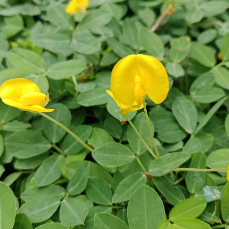 Jumbo Virginia Peanut Seeds - Heirloom Vegetable Plant for Home Gardens