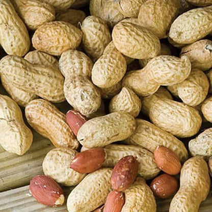 Jumbo Virginia Peanut Seeds - Heirloom Vegetable Plant for Home Gardens