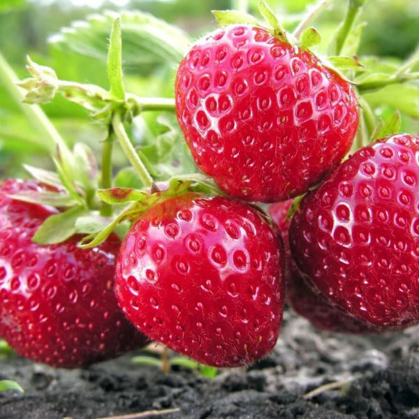 June Bearing Strawberry Seeds - Fruit Plant
