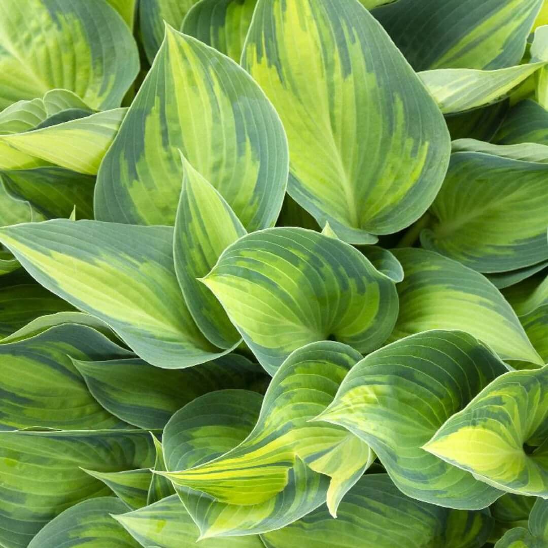 June Hosta Seeds